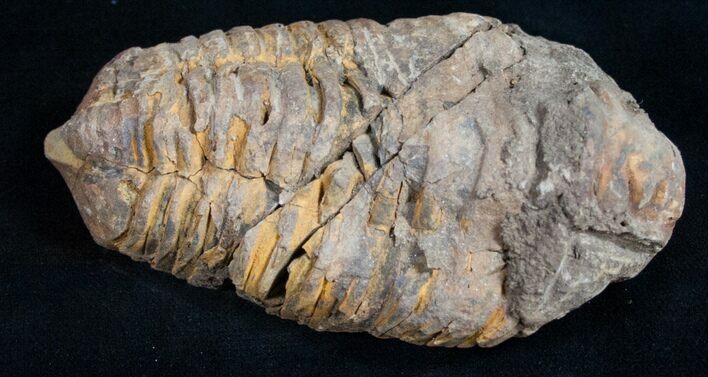 Calymene Trilobite From Morocco - Large Size #10428
